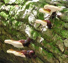 Reishi mushroom identification - ganoderma tsugae on a log