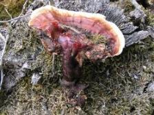 Reishi mushroom on a log