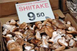 Shiitake mushrooms for sale