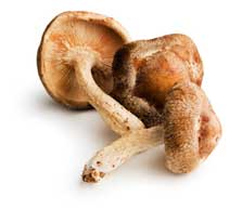 Delicious and healthy shiitake mushrooms