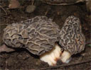 Morel Mushroom Hunting