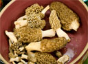 Cooking morel mushrooms