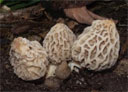 Cultivation of Morels