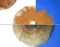How to make a mushroom spore print