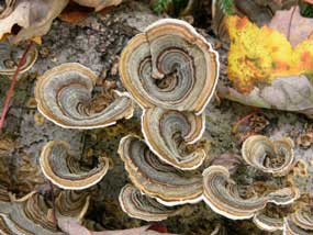 Trametes versicolor, the medicinal turkey tail mushroom