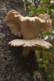 oyster mushroom on tree - pleurotus ostreatus