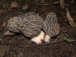 edible mushroom - morel