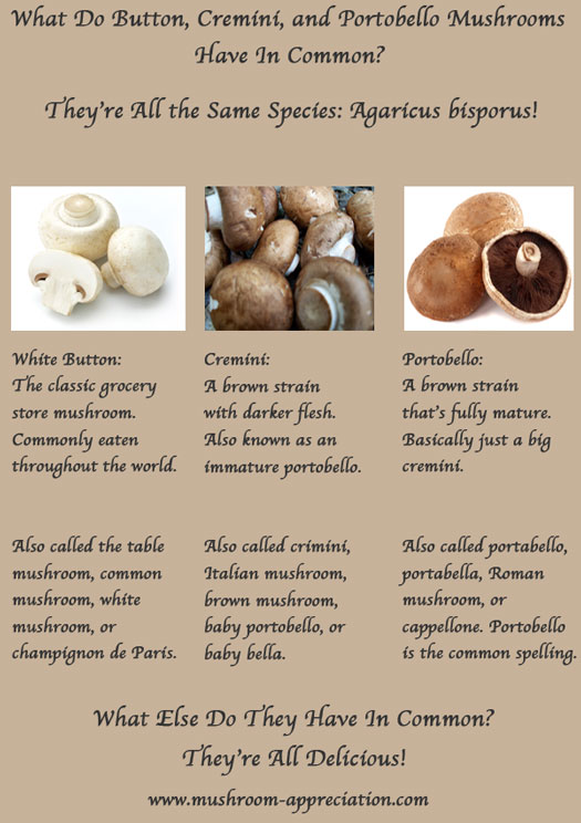 The White Button Mushroom More Than Meets The Eye the-white-button-mushroom-more-than-meets-the-eye