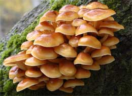 wild mushroom identification honey mushroom