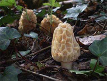 Actual Morel Inside Morel Mushroom Spores in wood shavings Michigan Grown