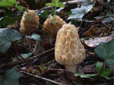 Use spawn to grow morel mushrooms