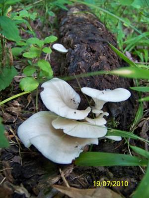 Dallas, NC mushroom