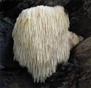 Lion’s Mane Mushroom Proven to Reduce Anxiety and Depression Lions-mane-mushroom-21557532