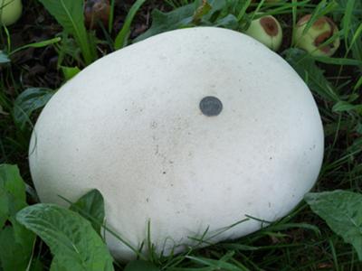 puffball with a quarter on top