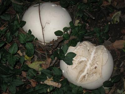 Puffball Mushrooms In My Backyard