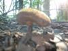Toadstool mushroom in the forest