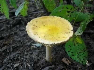 Another yellow toadstool