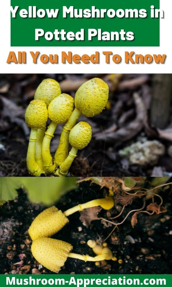 Yellow Mushrooms in Potted Plants (Everything You Need to Know) Mushroom Appreciation