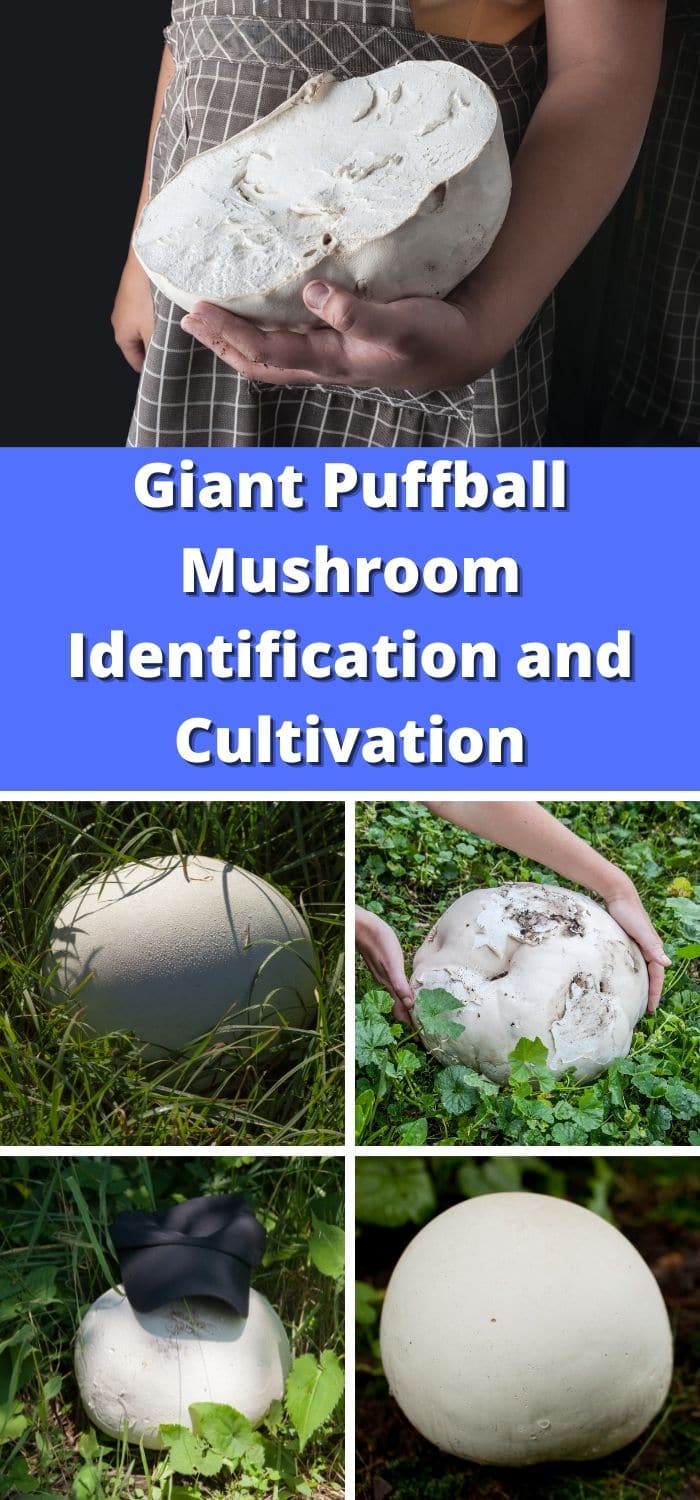 Giant Puffball Mushroom Information and Cultivation Mushroom Appreciation