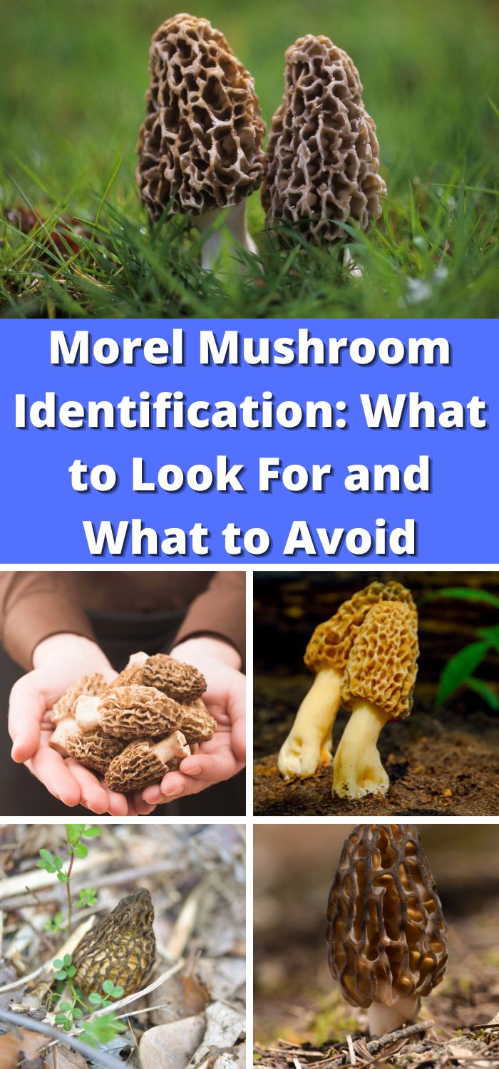 Morel Mushroom Identification What to Look For and What to Avoid