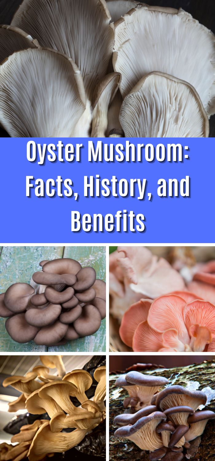 Oyster Mushrooms Uses, Facts and Environmental Benefits Mushroom