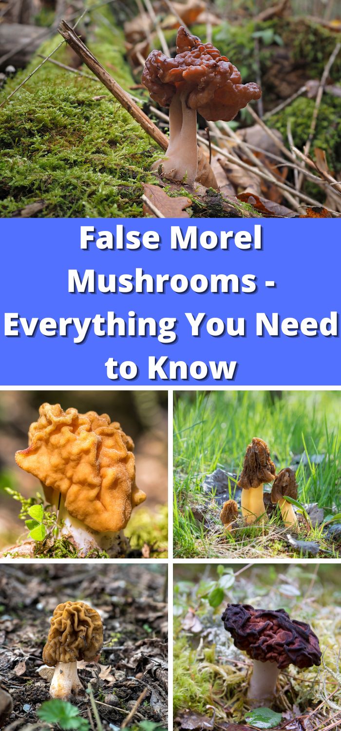 False Morel Mushrooms Everything You Need to Know Mushroom Appreciation