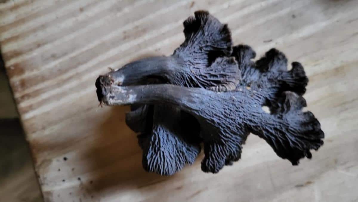 Craterellus cinereus