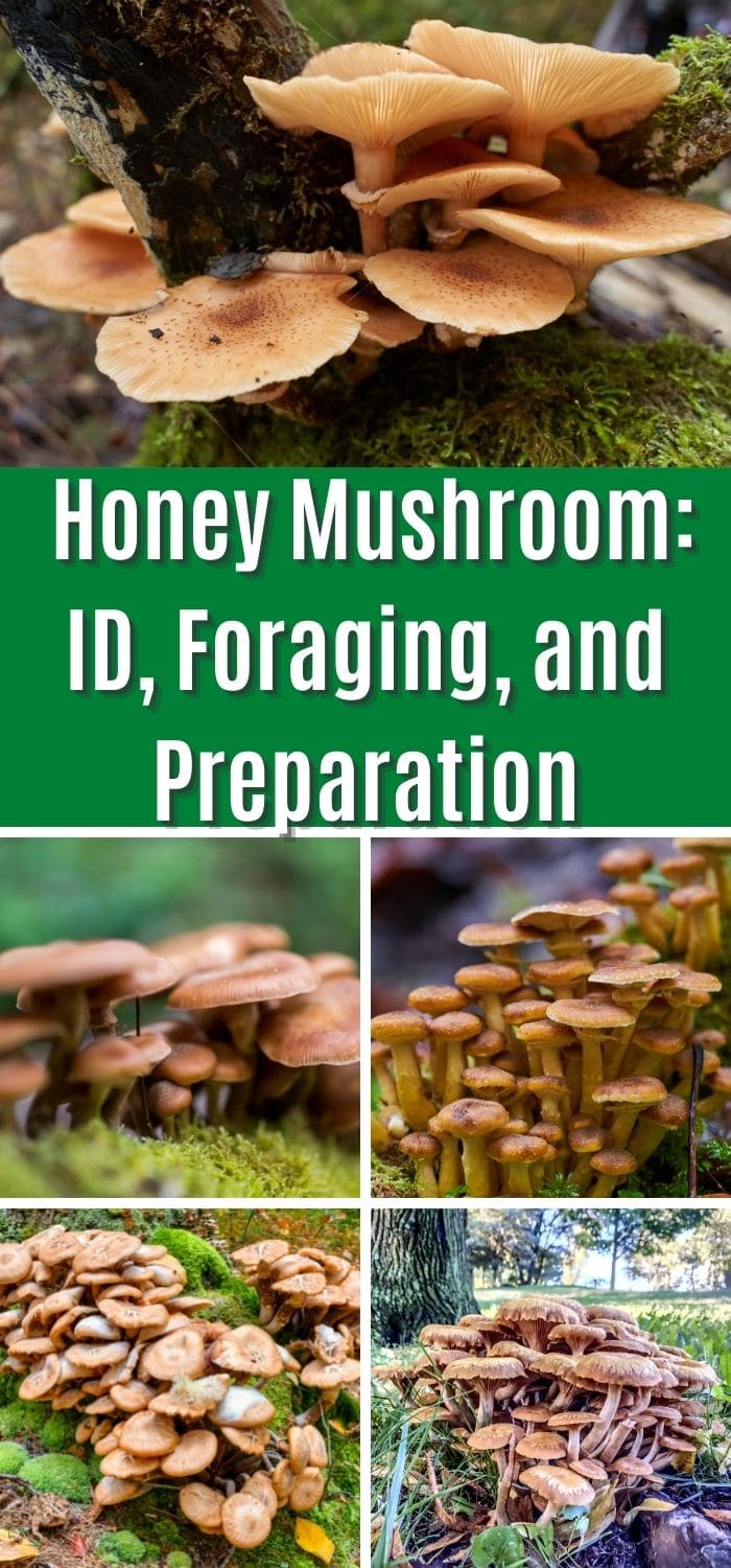 Honey Fungus Uses and Information Mushroom Appreciation