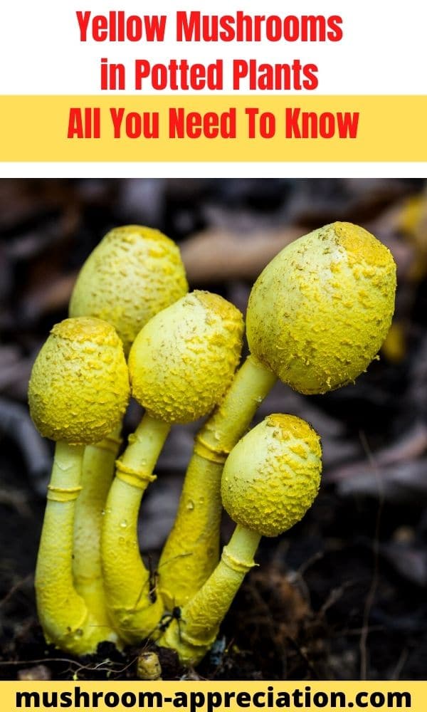 Yellow Mushrooms in Potted Plants (Everything You Need to Know