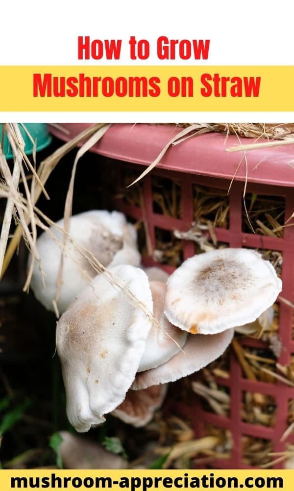 How to Grow Mushrooms on Straw Mushroom Appreciation