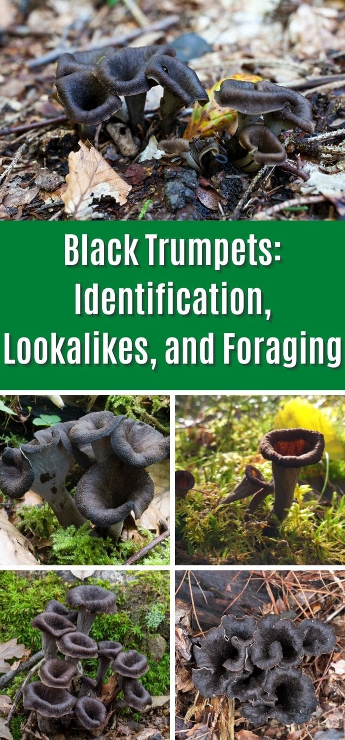 Black Trumpet Mushrooms Identification and Foraging Guide Mushroom