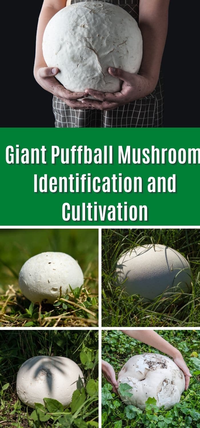 Giant Puffball Mushroom Information and Cultivation Mushroom Appreciation
