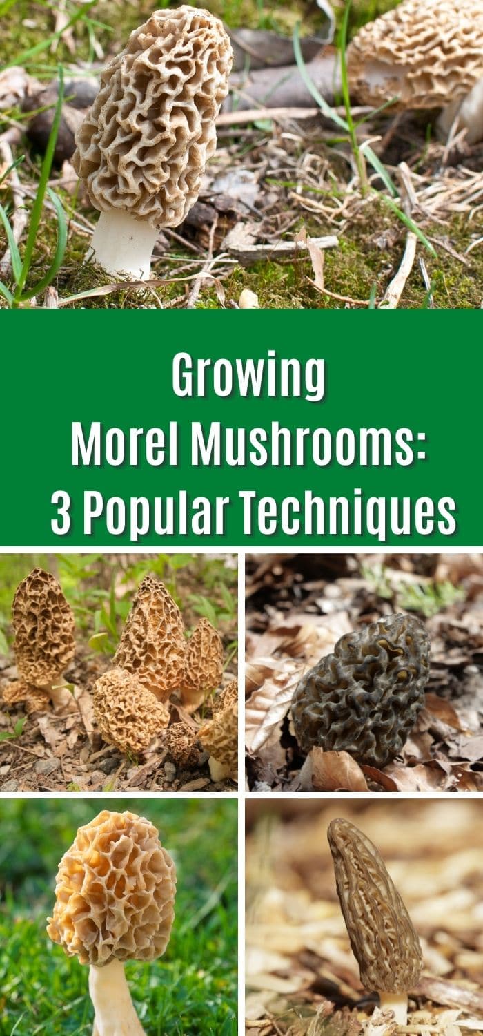 Growing Morel Mushrooms 3 Popular Techniques Mushroom Appreciation