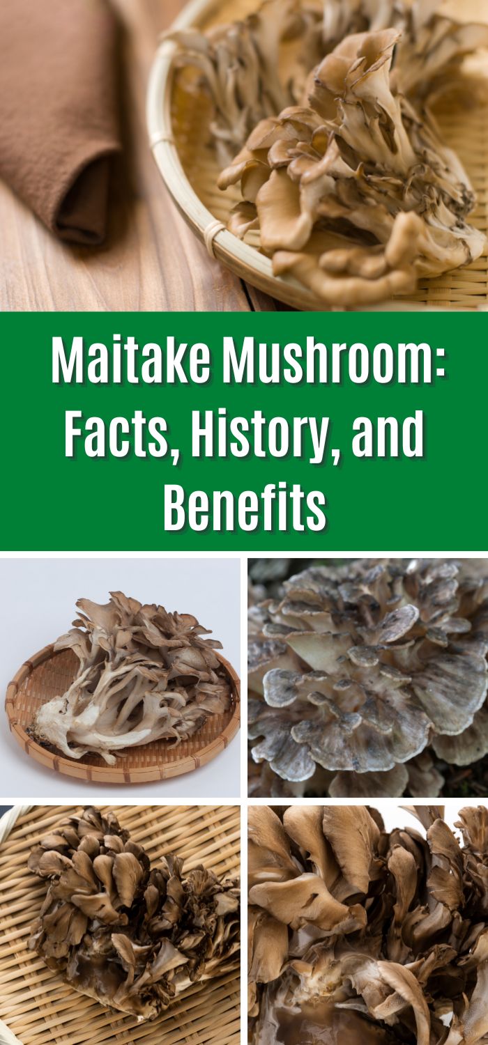 The Maitake Mushroom Identification, Foraging, Lookalikes Mushroom