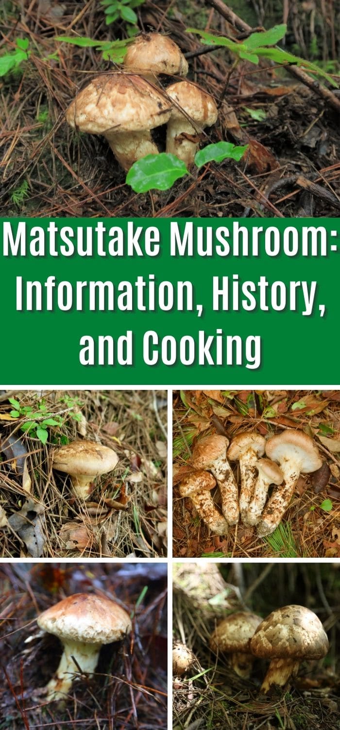 The Marvelous Matsutake Mushroom Mushroom Appreciation