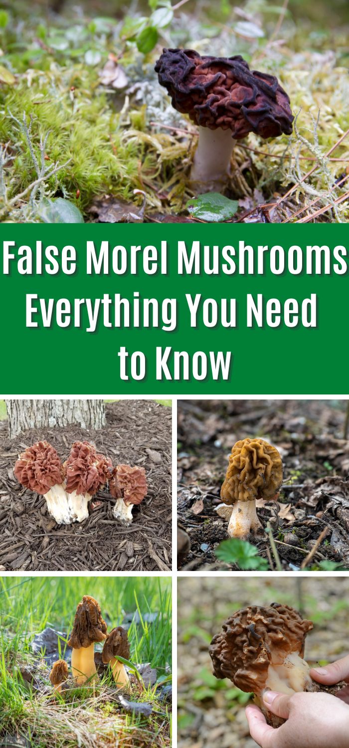 False Morel Mushrooms Everything You Need to Know Mushroom Appreciation