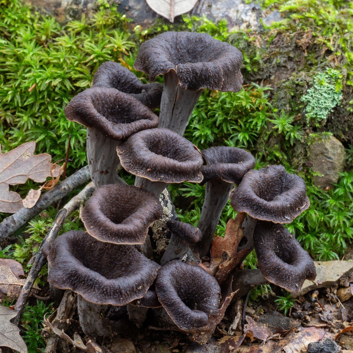 black trumpet mushrooms