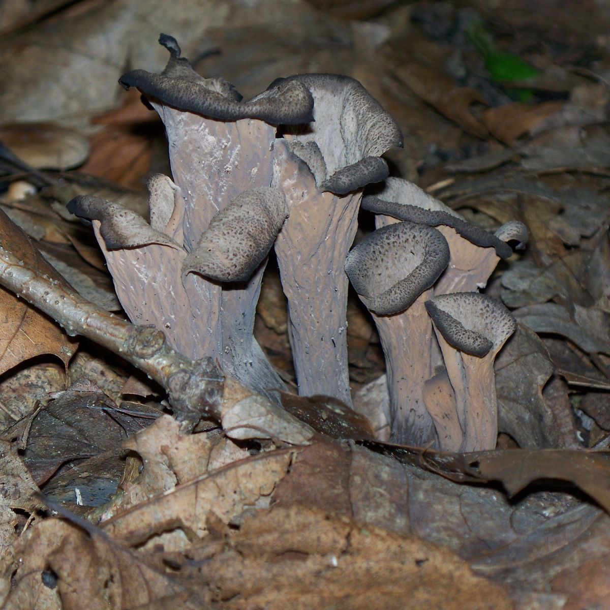 black trumpet craterellus