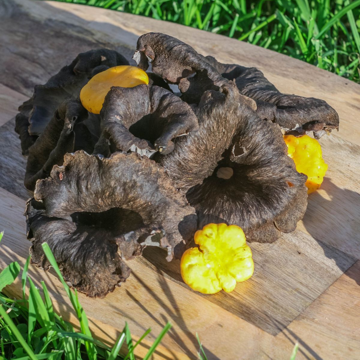 black trumpet and chanterelles