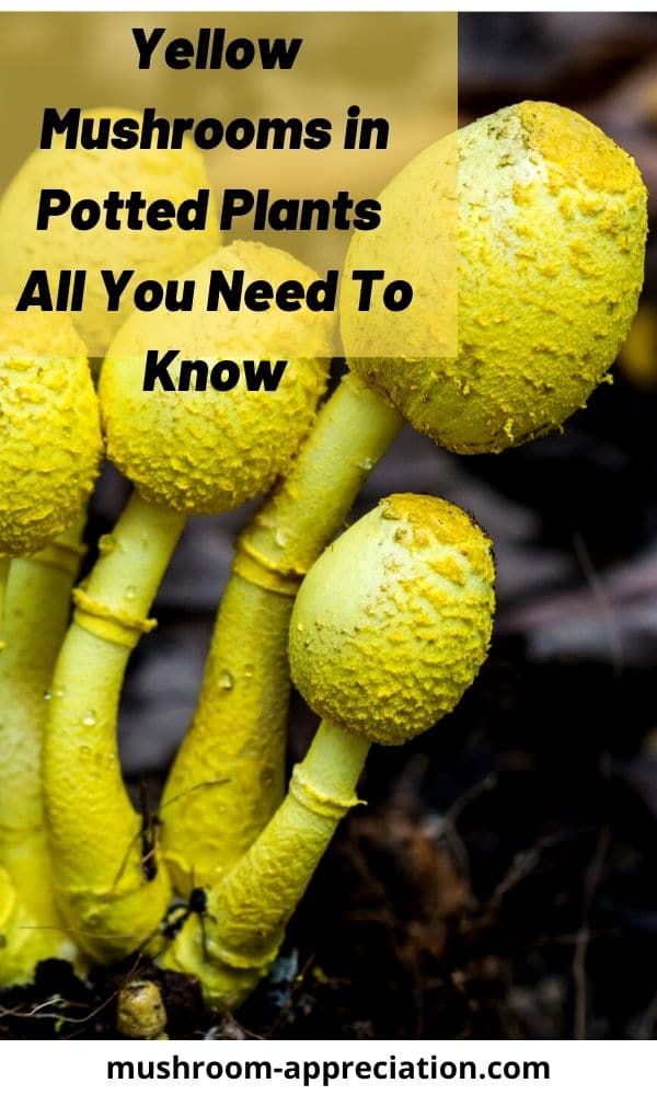Yellow Mushrooms in Potted Plants (Everything You Need to Know) Mushroom Appreciation
