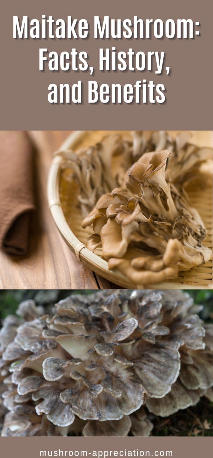 The Maitake Mushroom Identification, Foraging, Lookalikes Mushroom