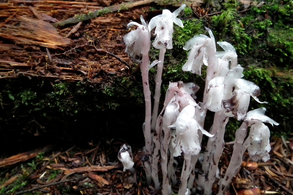 ghost pipes not mushrooms