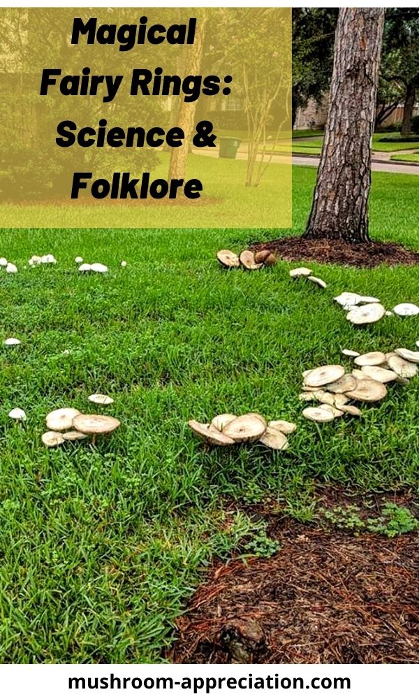 Magical Fairy Rings The Science and Folklore Mushroom Appreciation