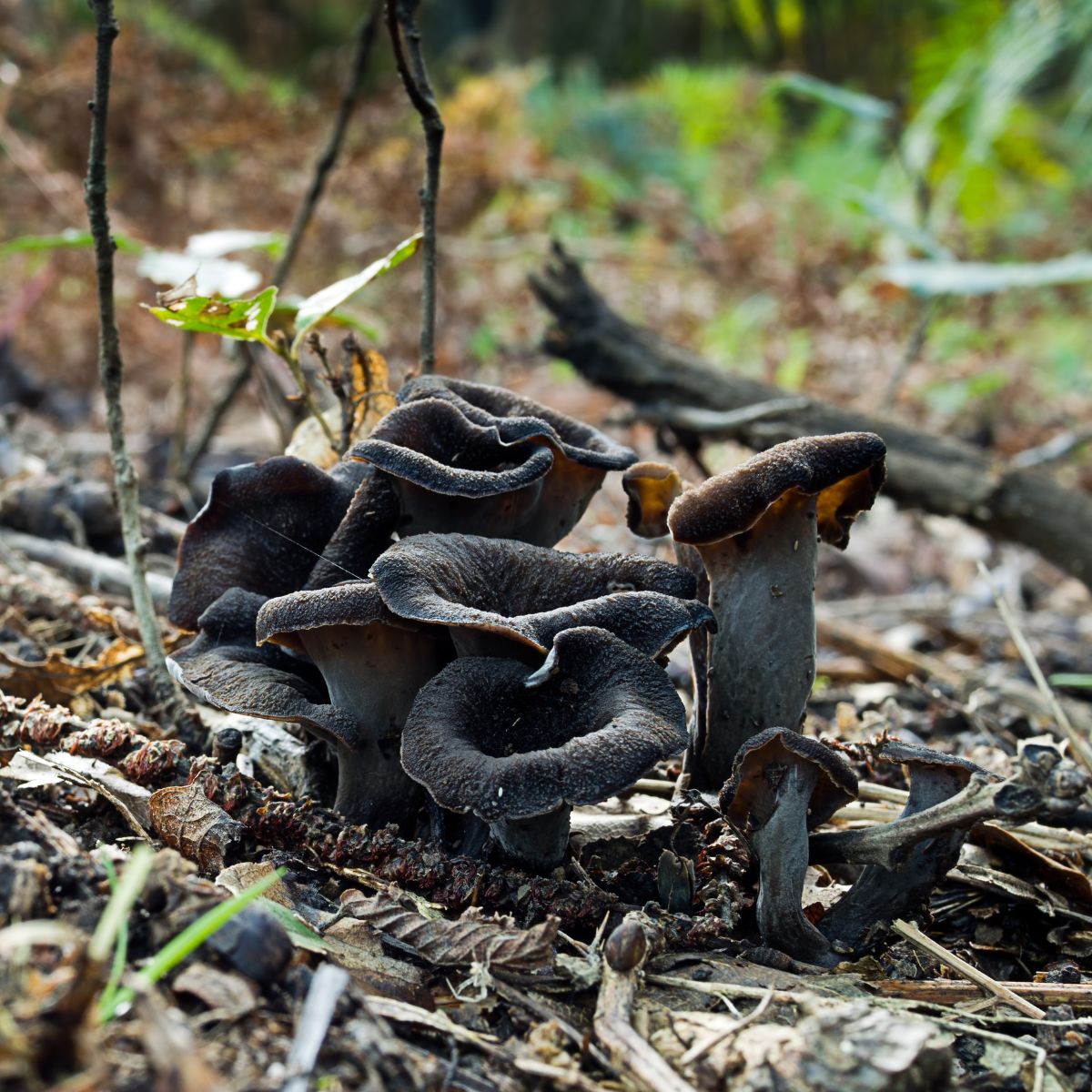 black trumpets