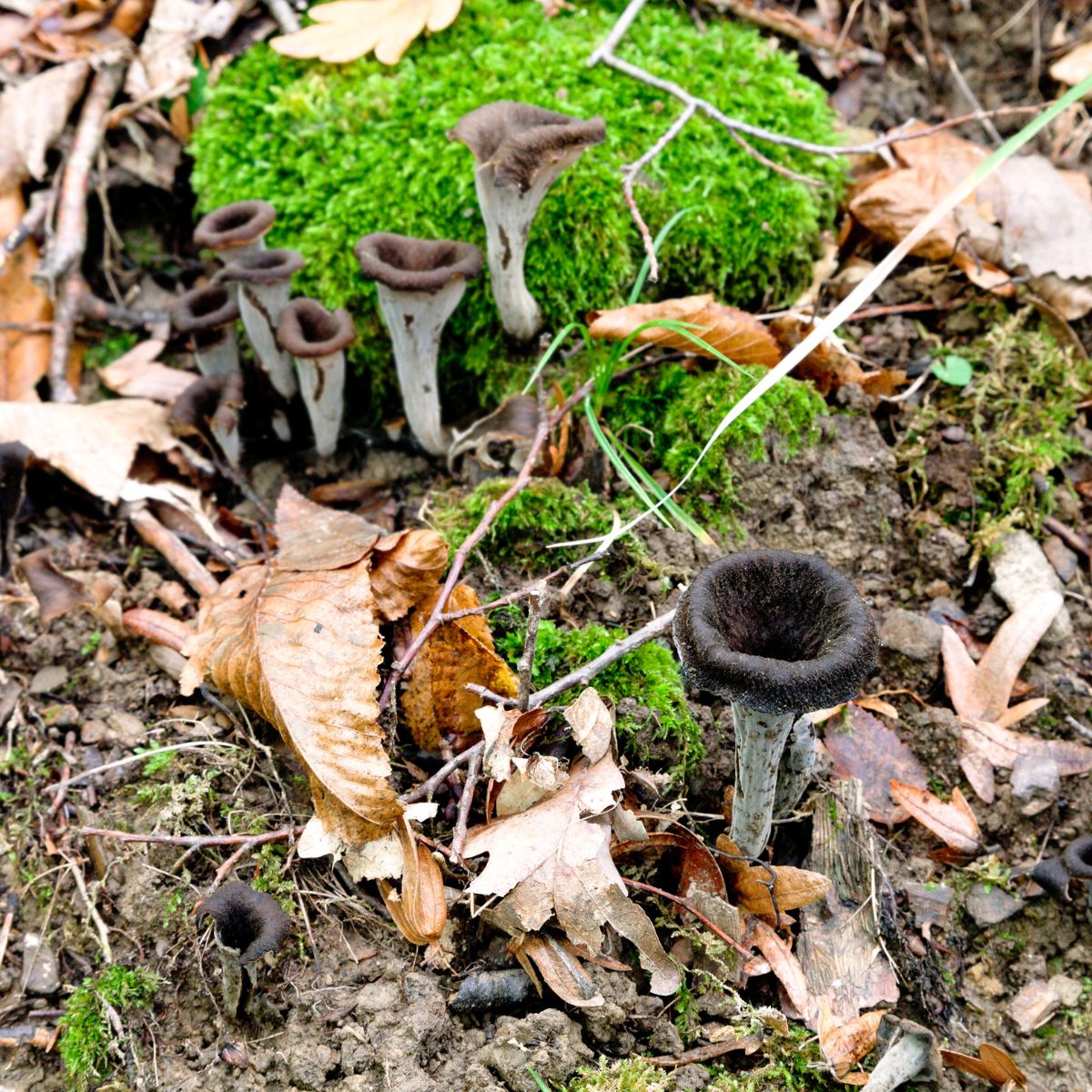 black trumpet mushrooms