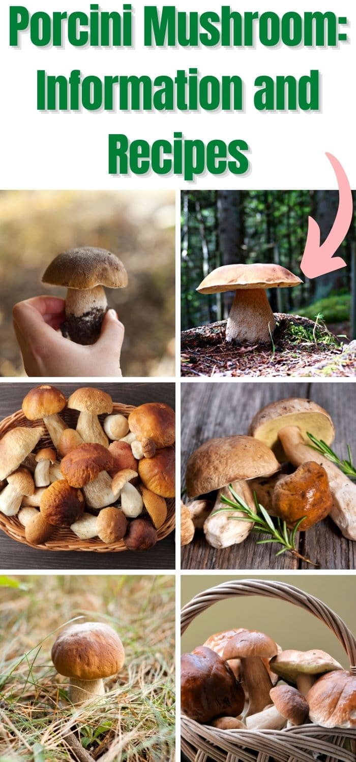 Porcini Mushrooms Facts and Gourmet Uses Mushroom Appreciation