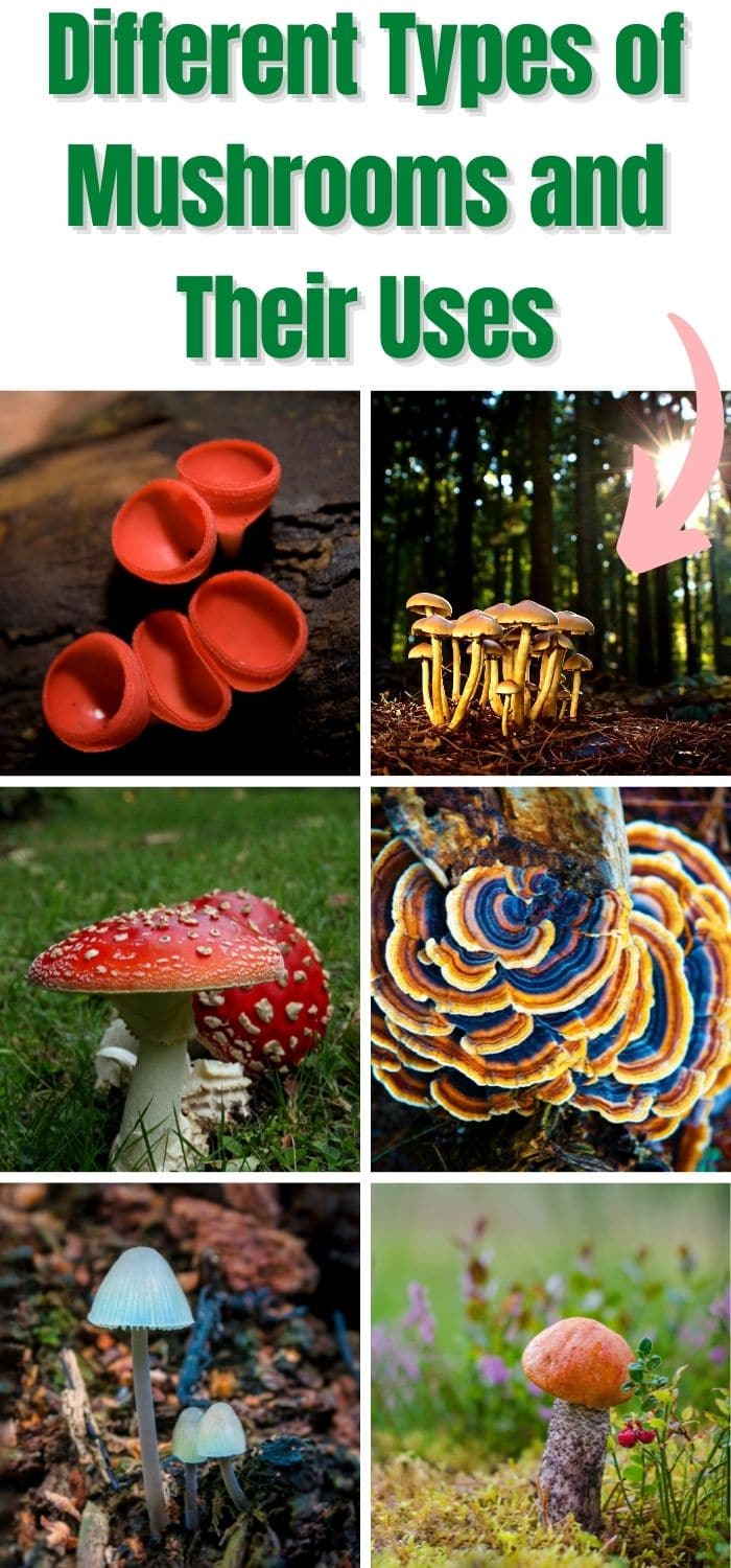 Different Types of Mushrooms and Their Uses - Mushroom Appreciation