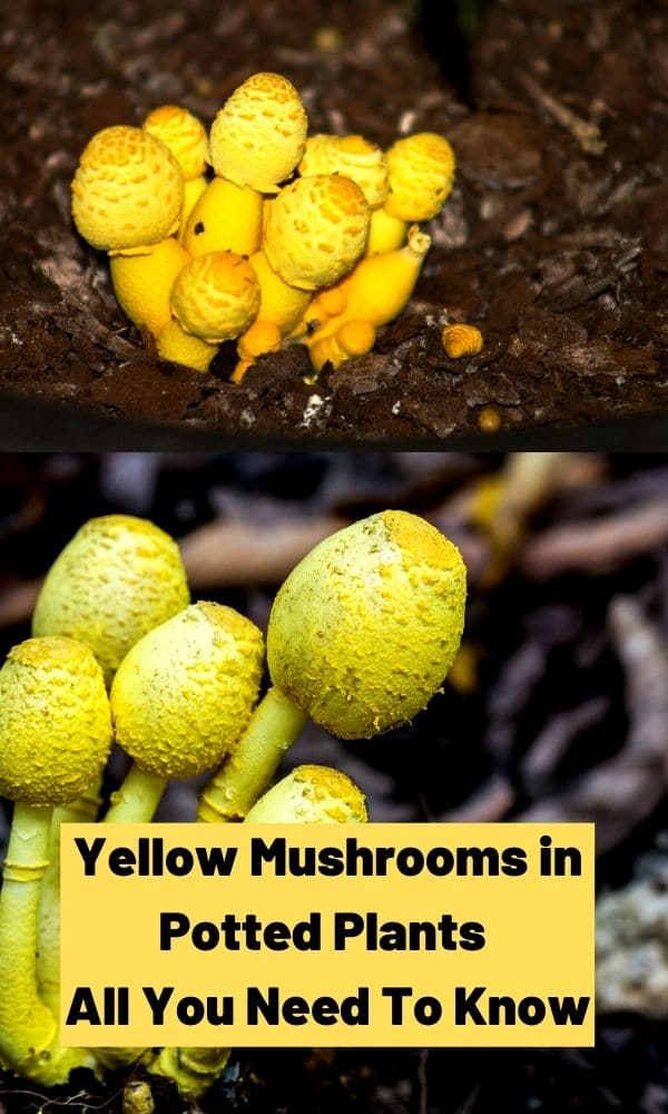 Yellow Mushrooms in Potted Plants (Everything You Need to Know) Mushroom Appreciation