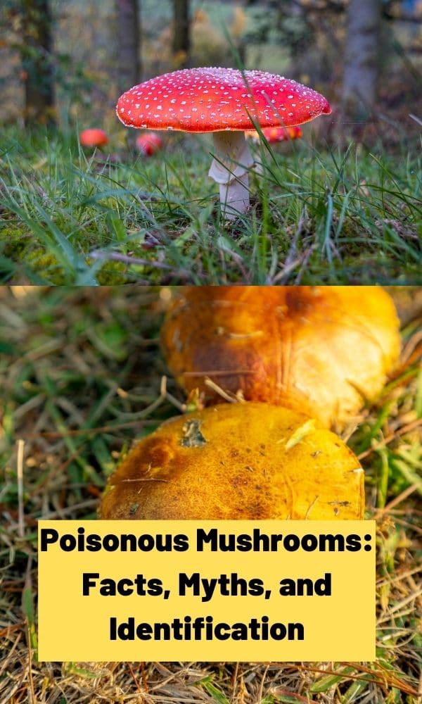 Poisonous Mushrooms Facts, Myths, and Identification Information