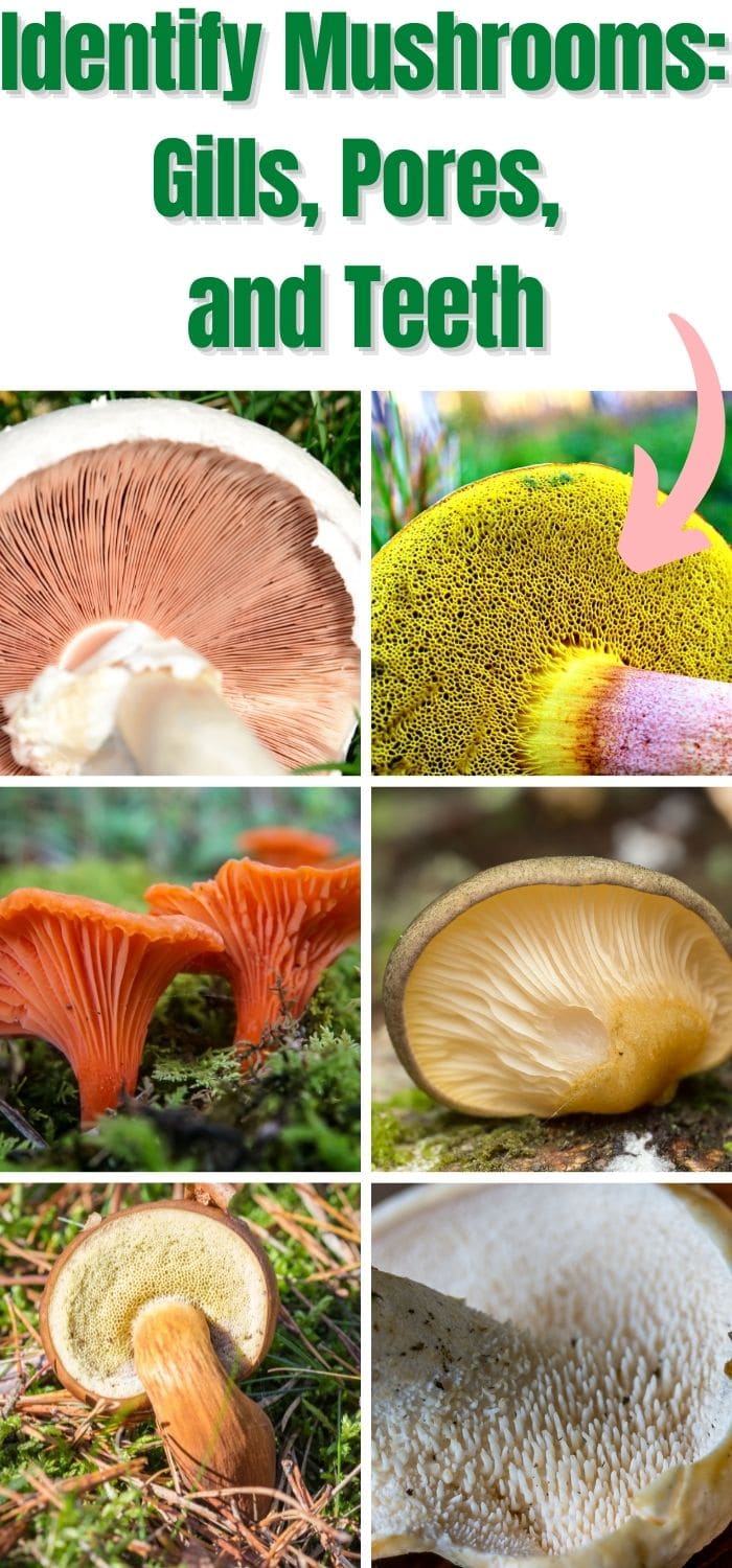 Identify Mushrooms Learn About Gills, Pores, and Teeth Mushroom